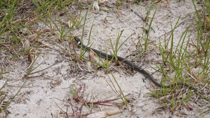 一条草蛇在沙地上爬行——特写慢镜头。