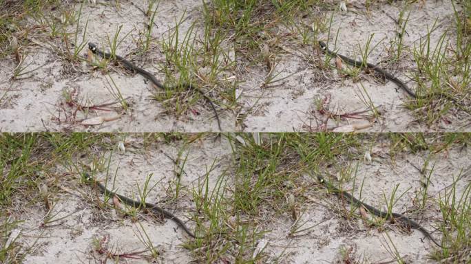 一条草蛇在沙地上爬行——特写慢镜头。