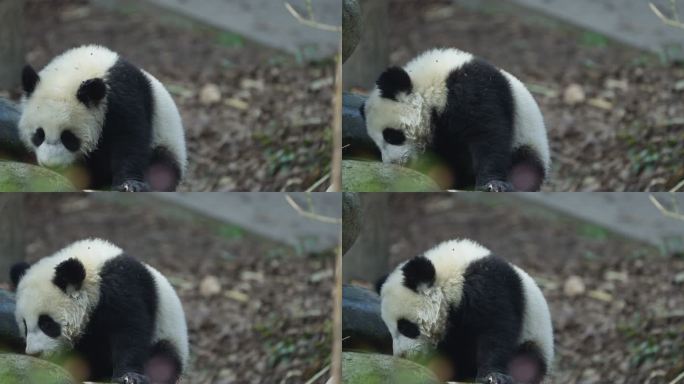 可爱的大熊猫幼崽特写
