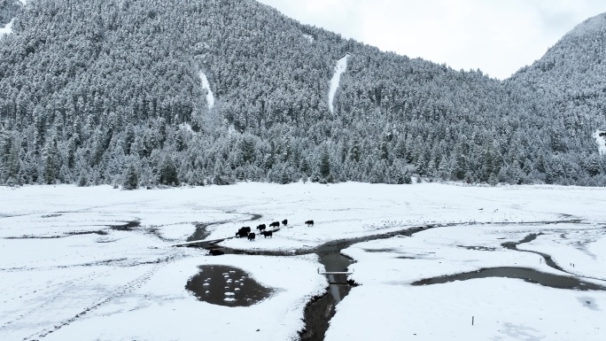 西藏林芝巴松措景区雪地森林牦牛的航拍风光