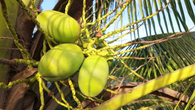 椰树椰子