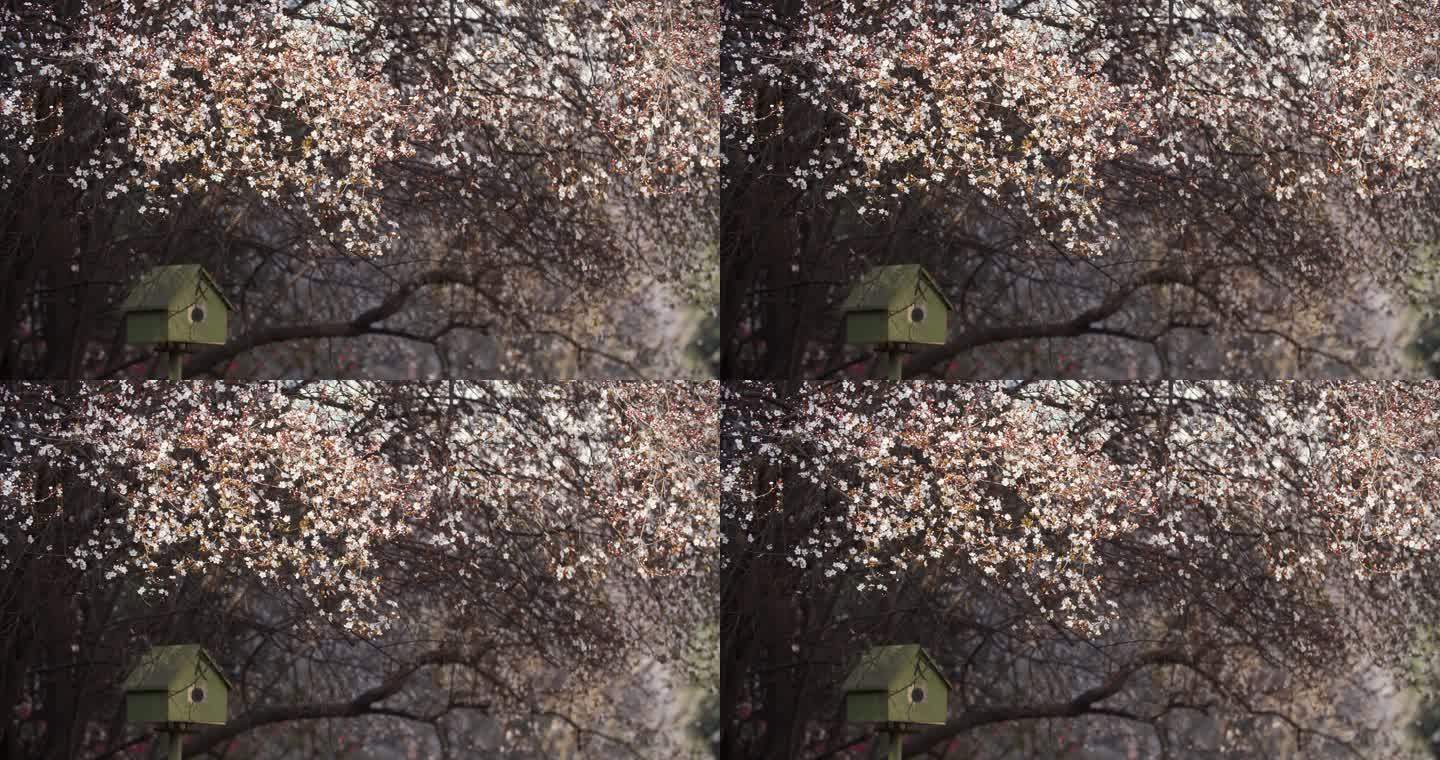 春天的花树下一个鸟窝春天风景公园花朵盛开