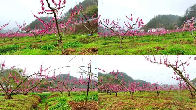 桃花季节 不负春光