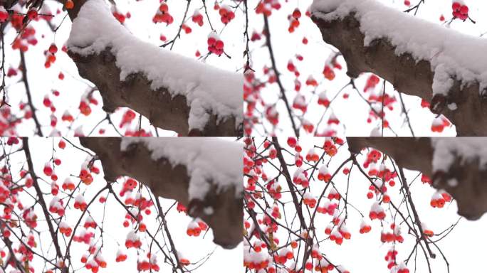 冬至冬天雪景红果雪