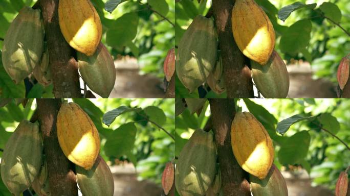 黄色的可可豆荚长在树上。可可树(Theobroma cacao)带果，可可树种植成熟可可果，种植面积