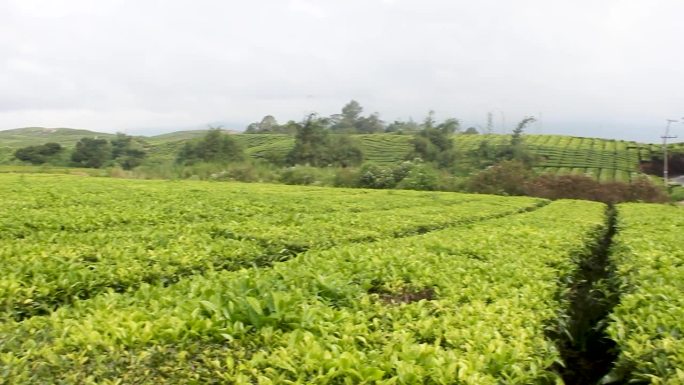 绿茶种植园。绿茶嫩叶