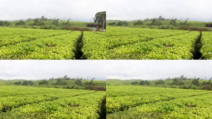 绿茶种植园。绿茶嫩叶