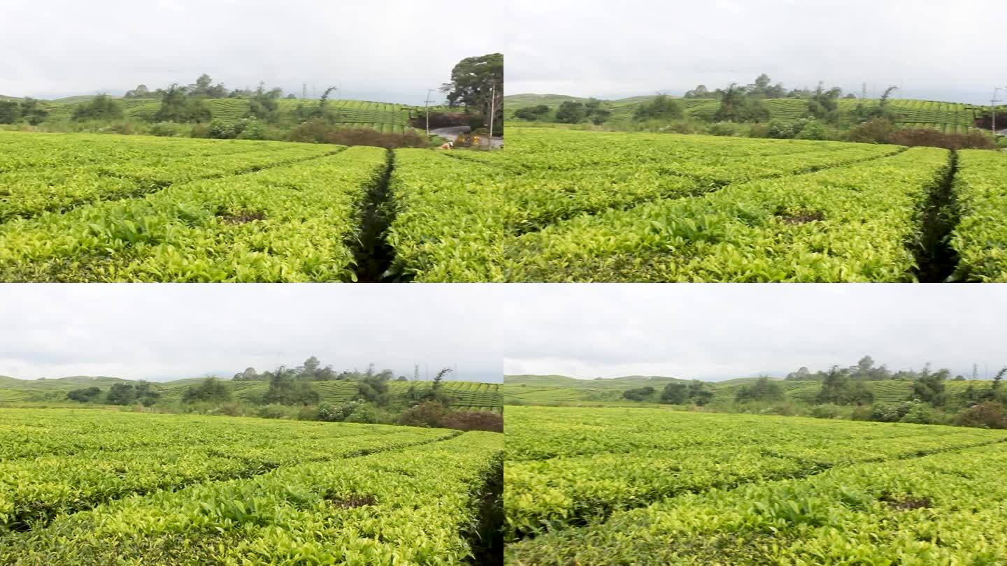 绿茶种植园。绿茶嫩叶
