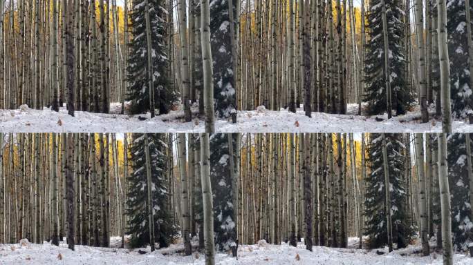 掉落的金叶Kebler Pass科罗拉多州电影霜冻寒冷的早晨秋天冬季碰撞第一次白色的雪红黄橙白杨树森