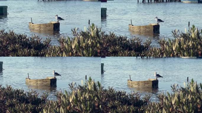 沿海的景色，一只孤独的海鸥站在一艘旧渔船上。低角度的阳光沐浴着周围的环境，在水面和饱经风霜的船只上投