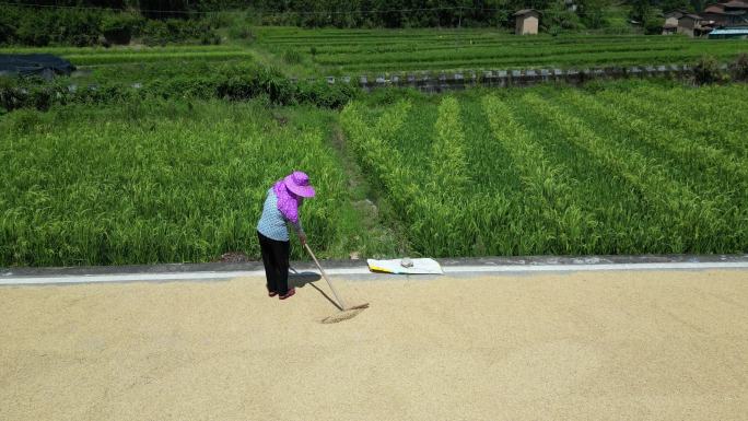 4K航拍农民晒麦子丰收水稻大米