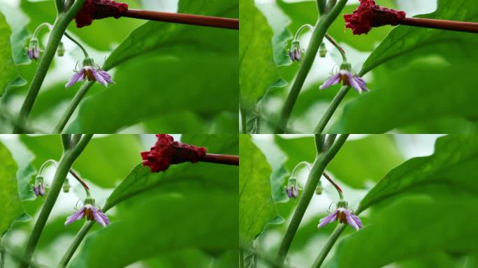 蔬菜大棚茄子种植人工授粉点花头