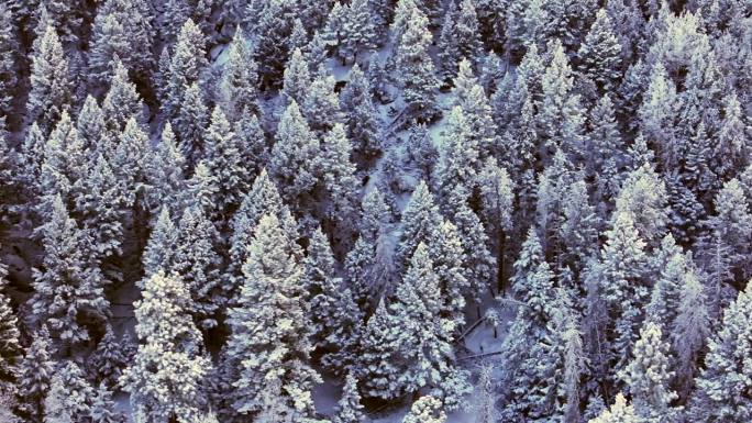 科罗拉多州圣诞节阴影冷蓝色落基山脉下雪在冰霜下第一场雪松树森林常绿莫里森丹佛山蓝天埃文斯电影空中无人