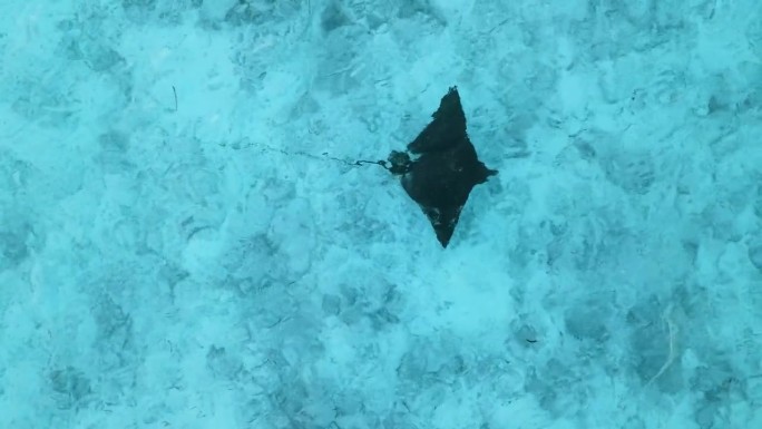 黄貂鱼或蝠鲼在马尔代夫的蓝色海洋中游泳