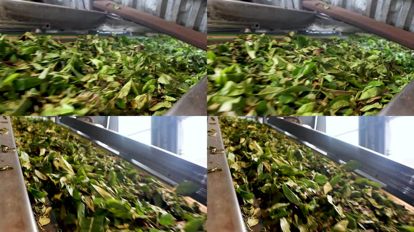 茶叶加工厂，采摘后的新鲜绿茶被送去加工