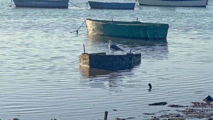 田园诗般的海岸景色，一只孤独的海鸥栖息在一艘旧渔船上。低角度的阳光沐浴着周围的环境，在水面和饱经风霜