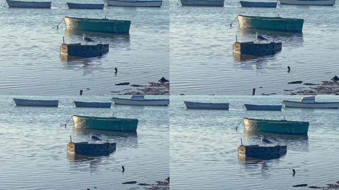 田园诗般的海岸景色，一只孤独的海鸥栖息在一艘旧渔船上。低角度的阳光沐浴着周围的环境，在水面和饱经风霜