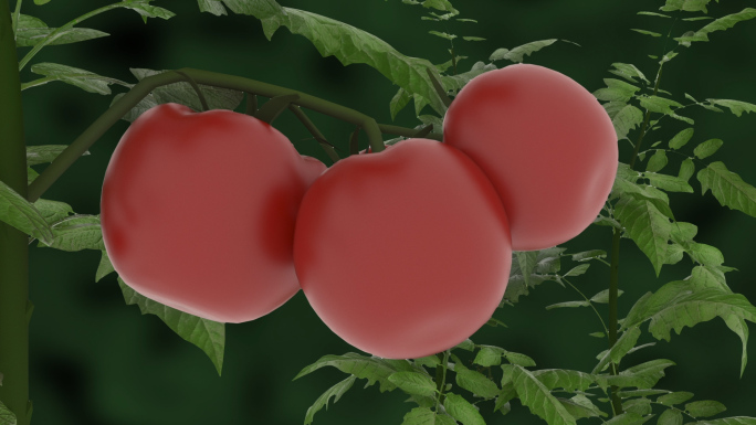 西红柿成熟过程