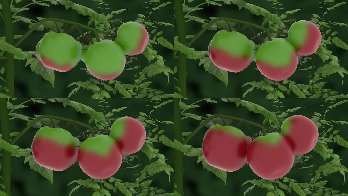 西红柿成熟过程