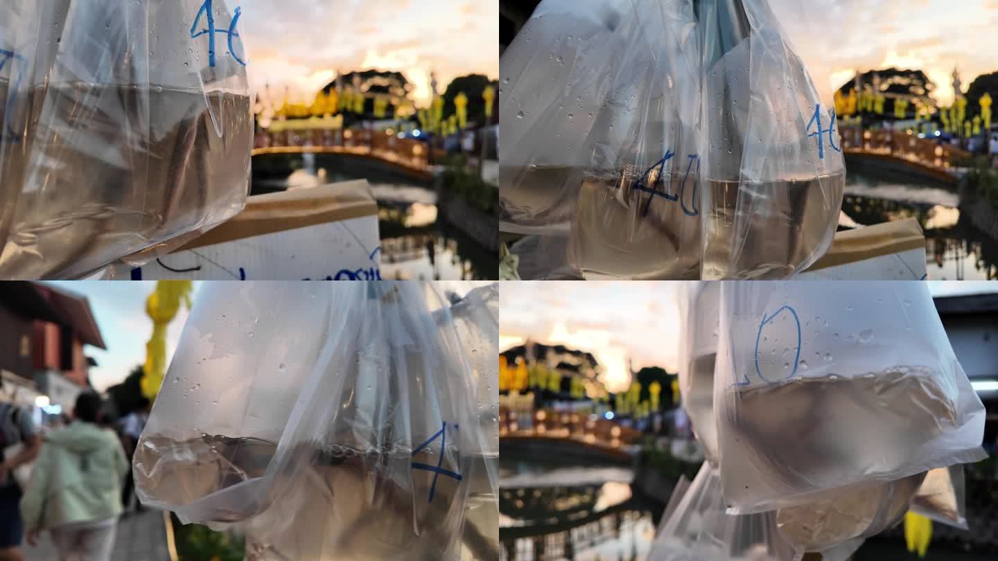 鱼装在袋子里放进水里。