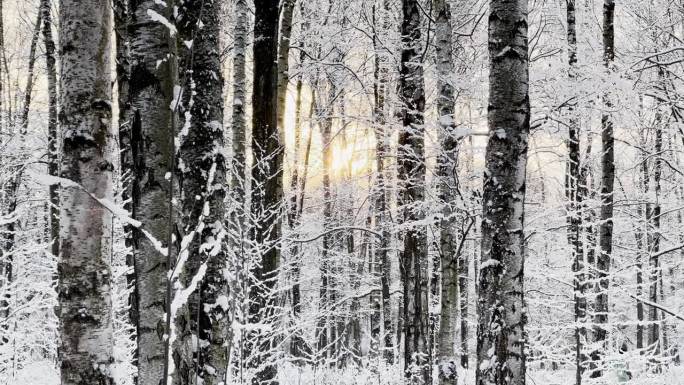 霜冻的冬日公园里夕阳西下，树枝上挂满了雪花，雪花缓缓地飘落，寂静而寂静