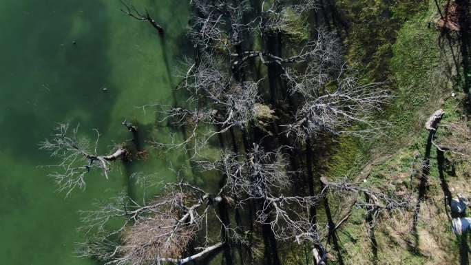 航拍俯瞰大理湿地洱海边枯树渔船绿色湖水