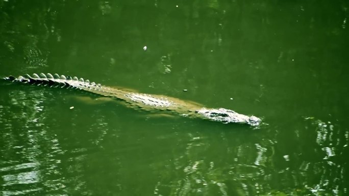 尼罗河鳄鱼在水里游泳。沼泽里的鳄鱼。高质量的镜头。