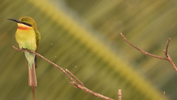 蓝尾食蜂鸟栖息在树枝上寻找食物