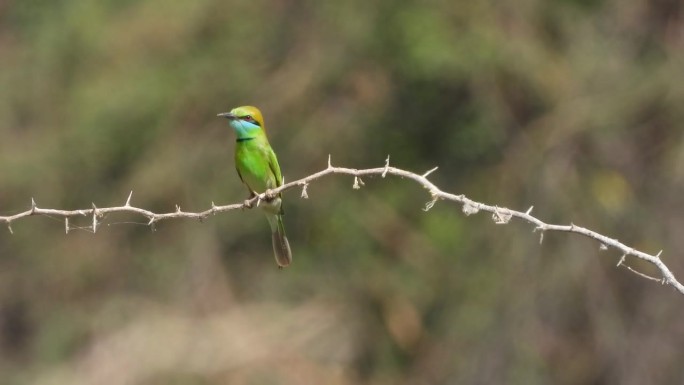 亚洲绿蜂食鸟坐在荆棘树上