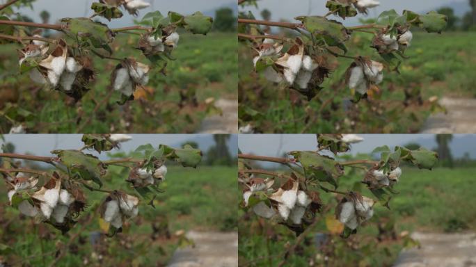 用电影弧线拍摄的棉花植株