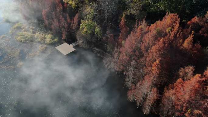 航拍早晨大理苍山洱海秋天红叶水杉水汽雾气