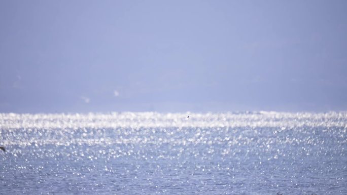 海边海面海鸟海鸥飞翔