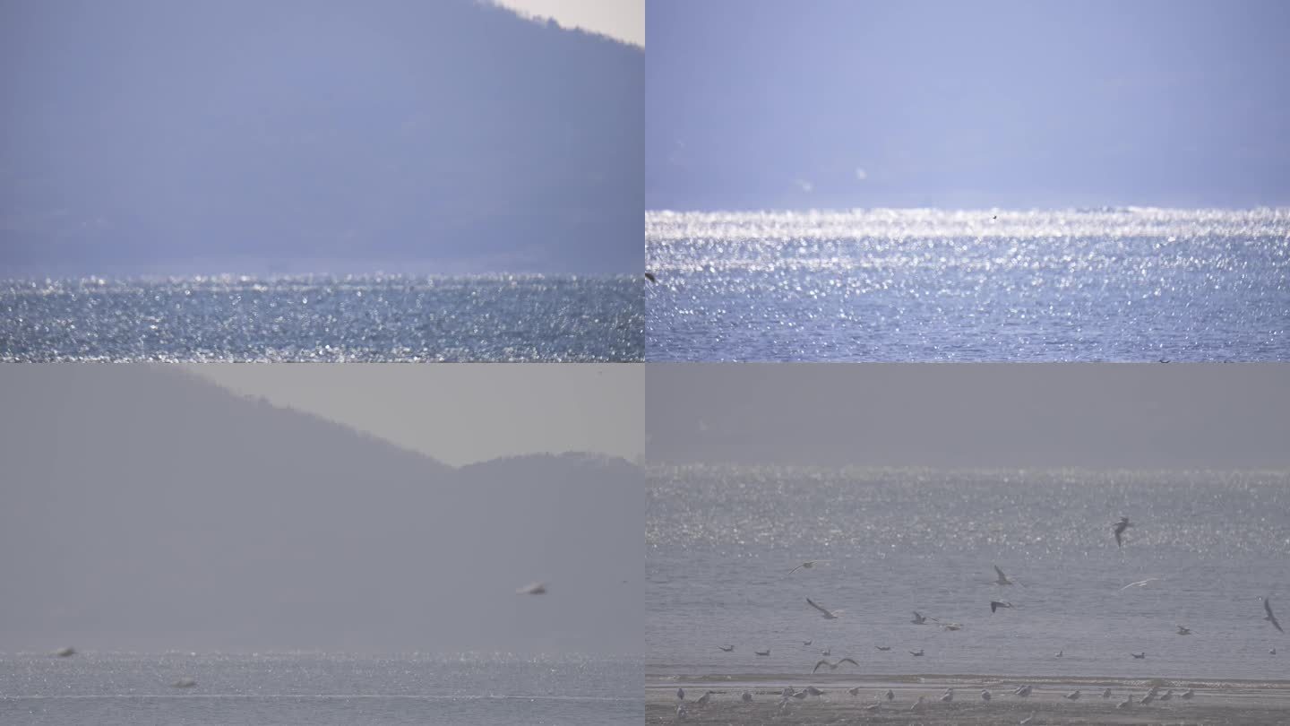 海边海面海鸟海鸥飞翔