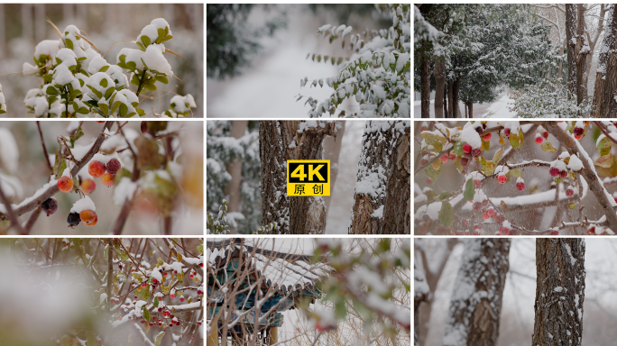 冬天雪景雪中红果海棠树叶树木行人凉亭