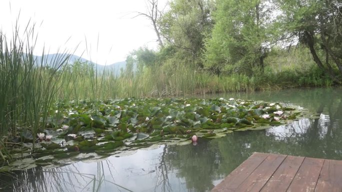 睡莲在芦苇环绕的池塘里盛开，全景从左到右