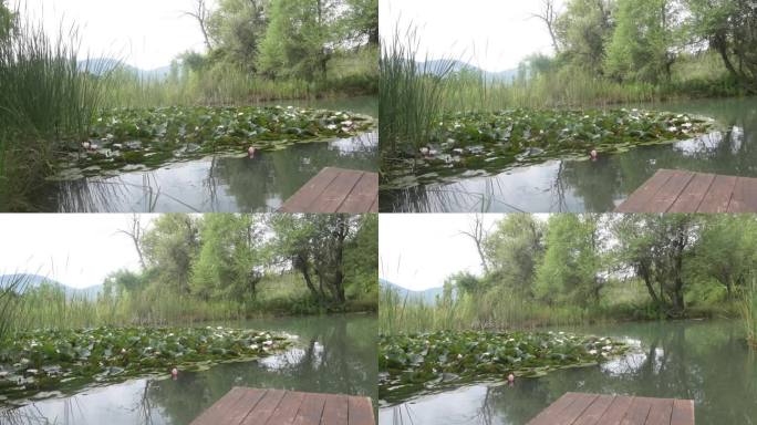 睡莲在芦苇环绕的池塘里盛开，全景从左到右
