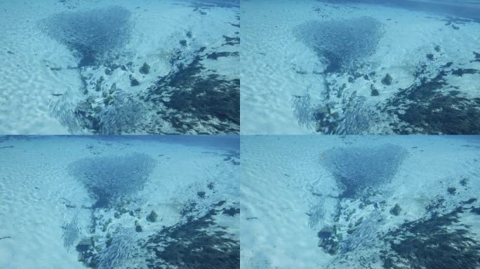 成群的条纹鲈鱼在佛罗里达泉的天然泉沙底游泳