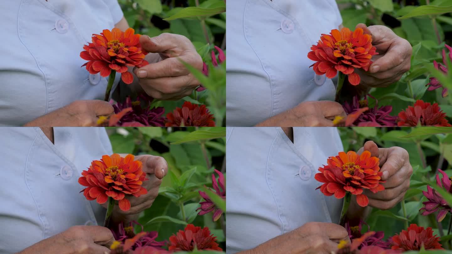 上了年纪的园丁抚摸着鲜艳花朵的花瓣