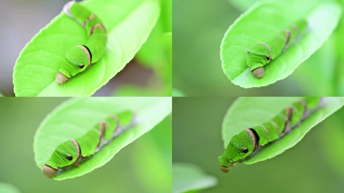 天蛾幼虫豆叶虫