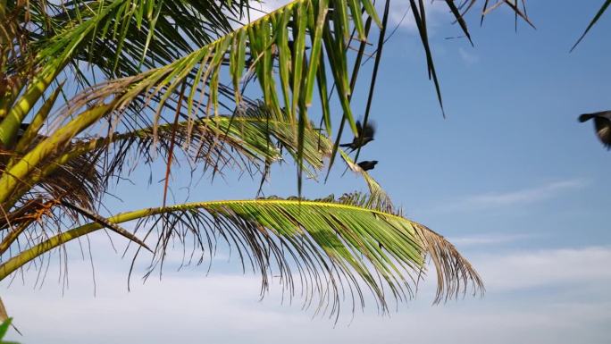 乌鸦成群结队，栖息，翱翔在斯里兰卡的鹦鹉岩上。热带野生动物在蔚蓝的天空下活动，在翠绿的棕榈叶中。理想