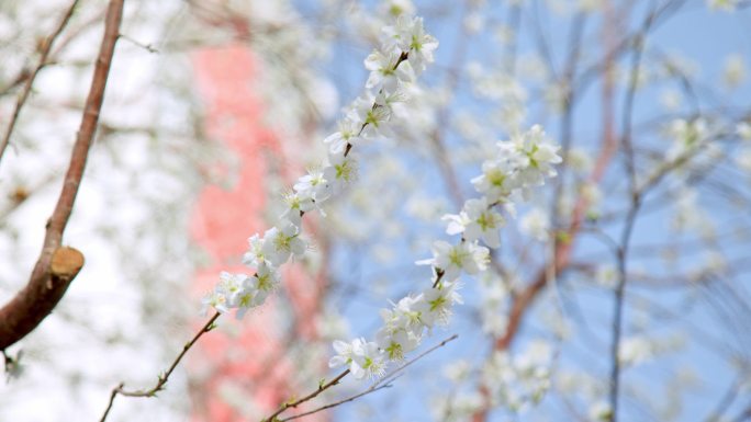 杏花花开枝头花朵春天花枝