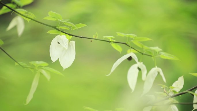 梵净山珍稀植物珙桐、鸽子花