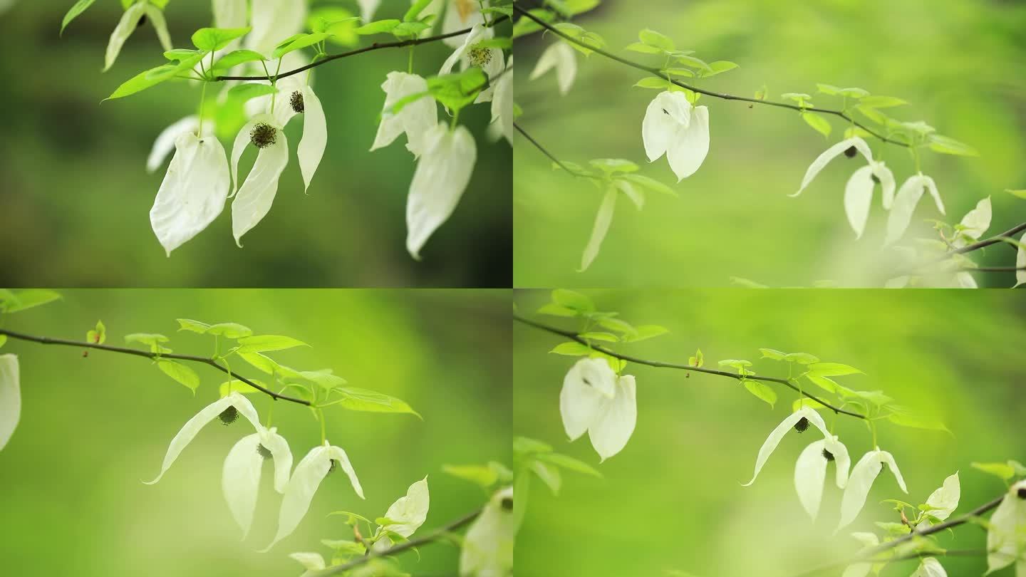 梵净山珍稀植物珙桐、鸽子花