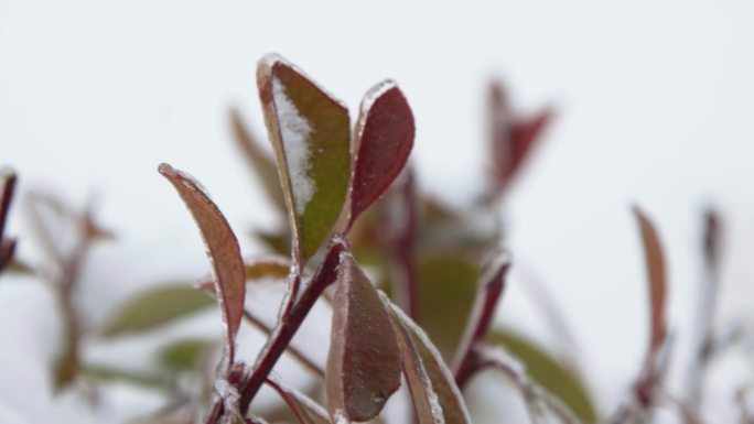 007下雪霜冻植物树叶叶子结冰