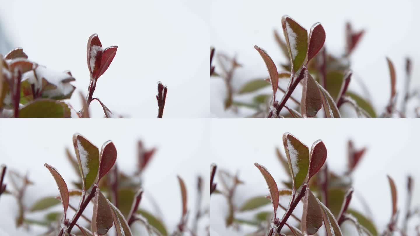 007下雪霜冻植物树叶叶子结冰