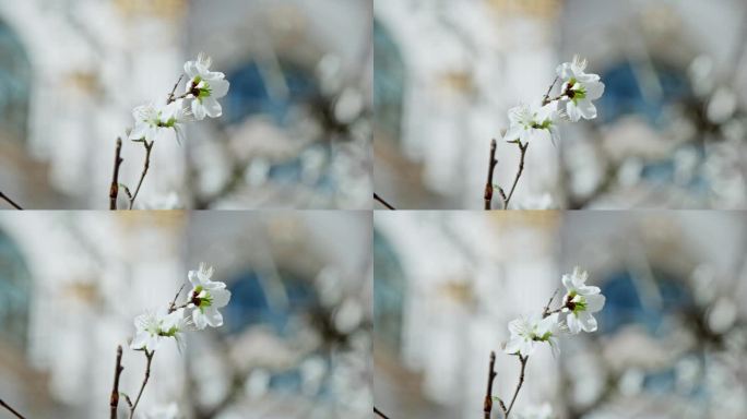 杏花花开枝头花朵春天花枝