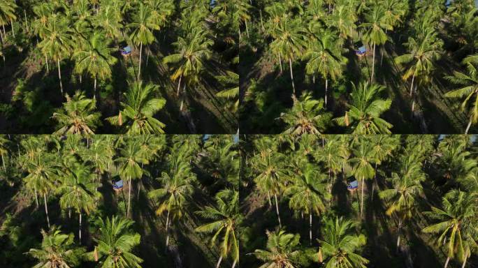 原创 印尼带岛屿棕榈树森林小木屋自然风光