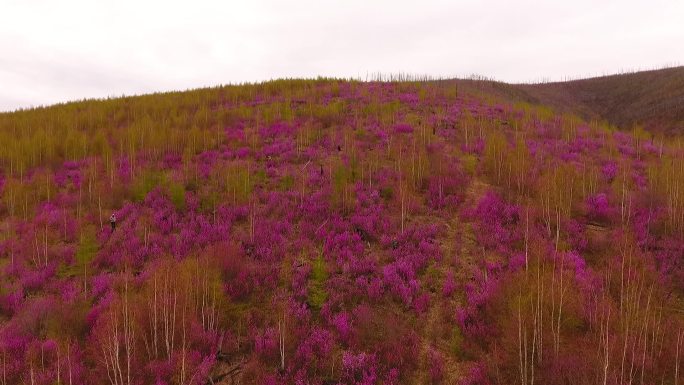 根河林业局开拉气林场漫山红杜鹃4