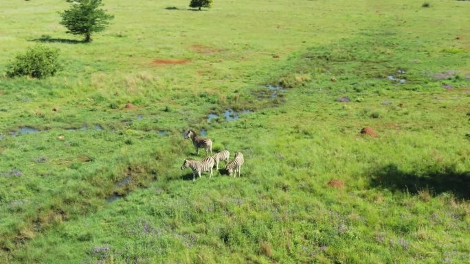 在野生的绿草地上，斑马在地下渗出的水旁吃草