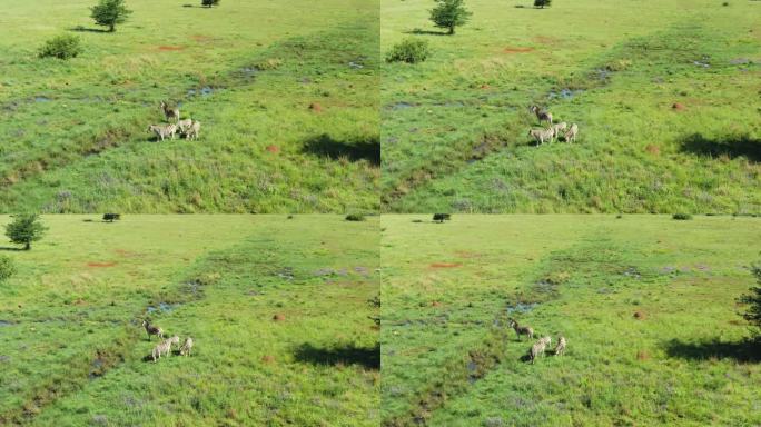 在野生的绿草地上，斑马在地下渗出的水旁吃草